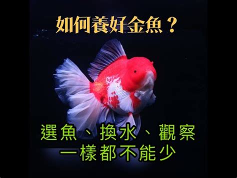 金魚魚缸|金魚介紹與飼養小秘訣